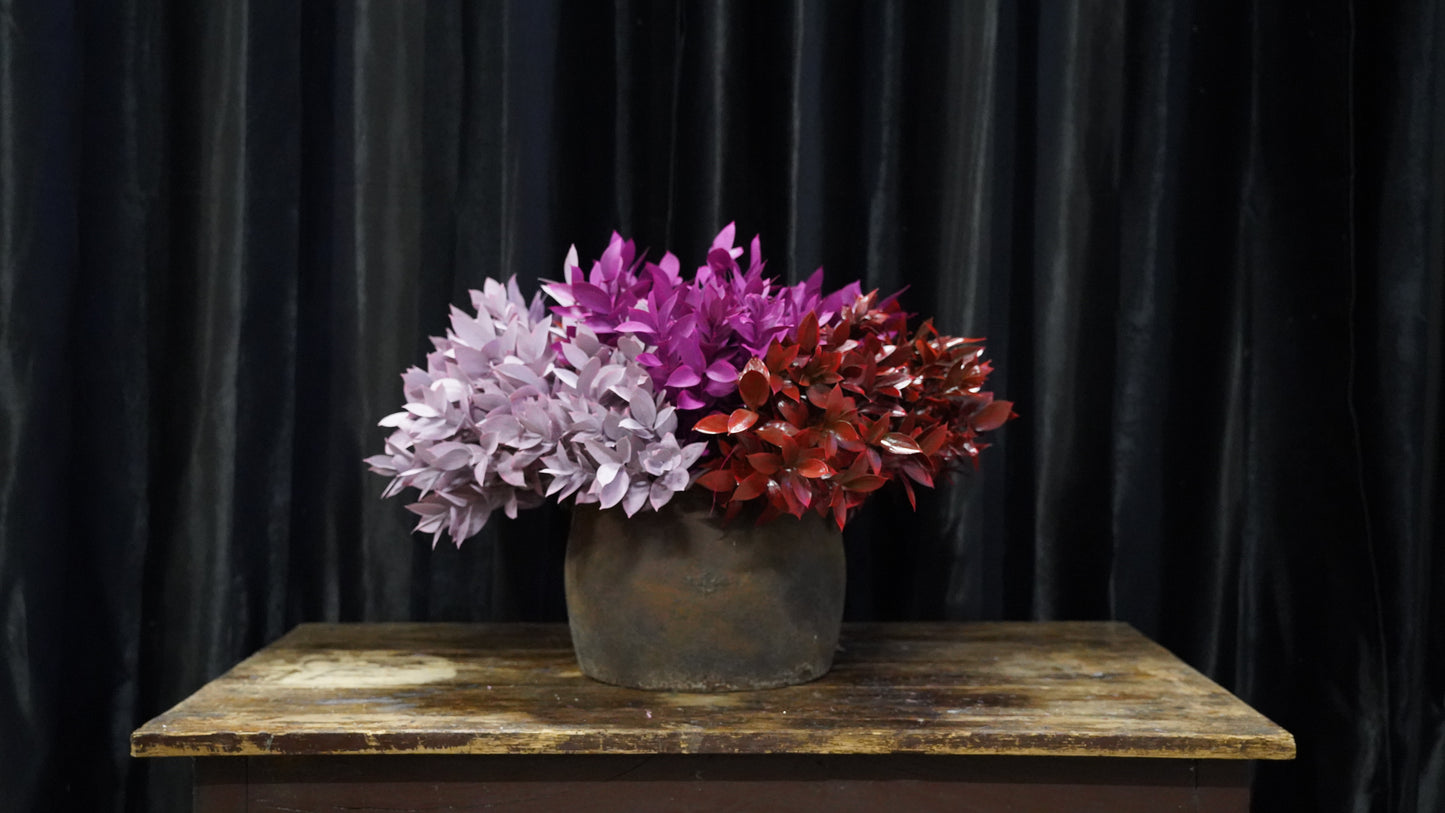 Ruscus Garden Colorato