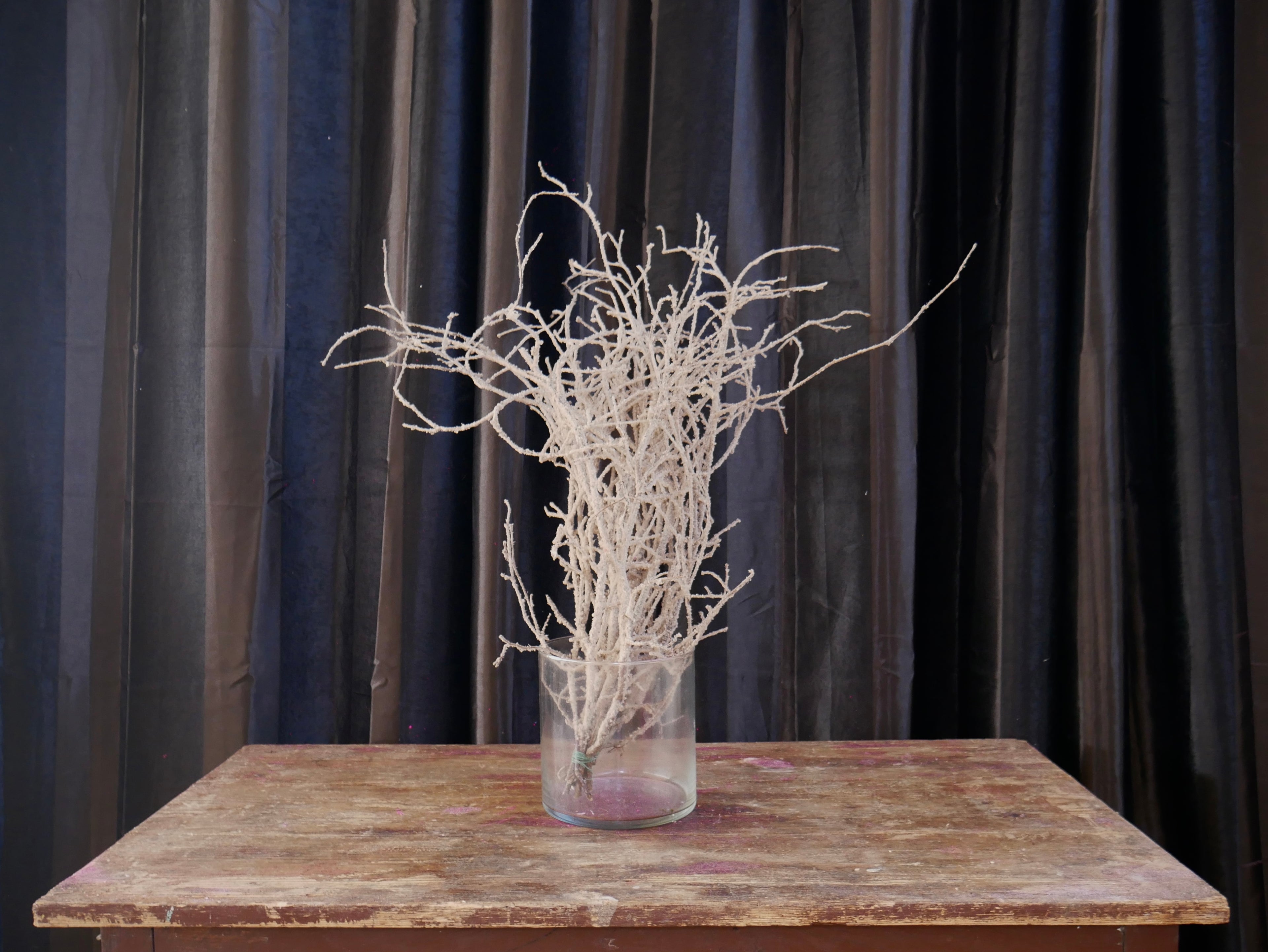 Rami Nocciolino Innevato