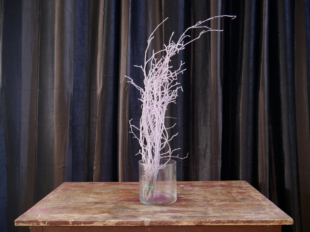 Rami Nocciolino Innevato