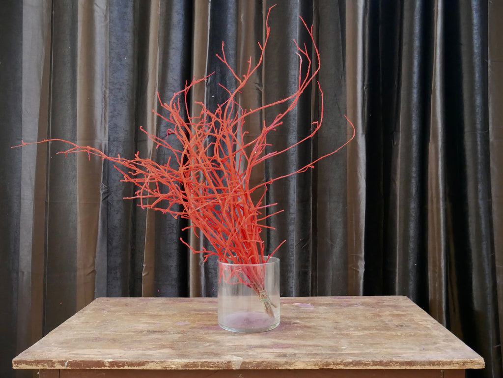 Rami Nocciolino Innevato