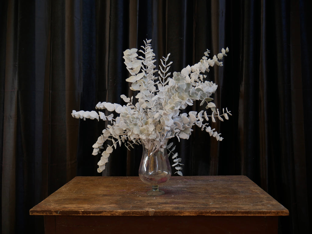 Cinerea Innevata