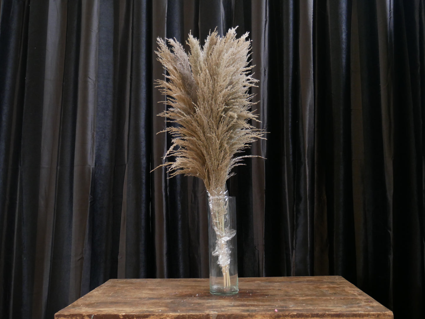 Feather pampas