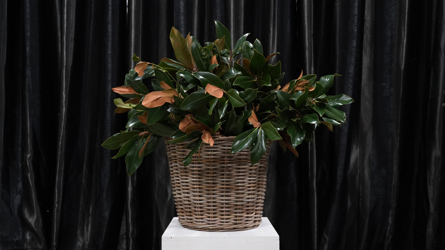 Magnolia