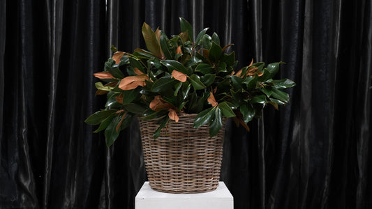Magnolia