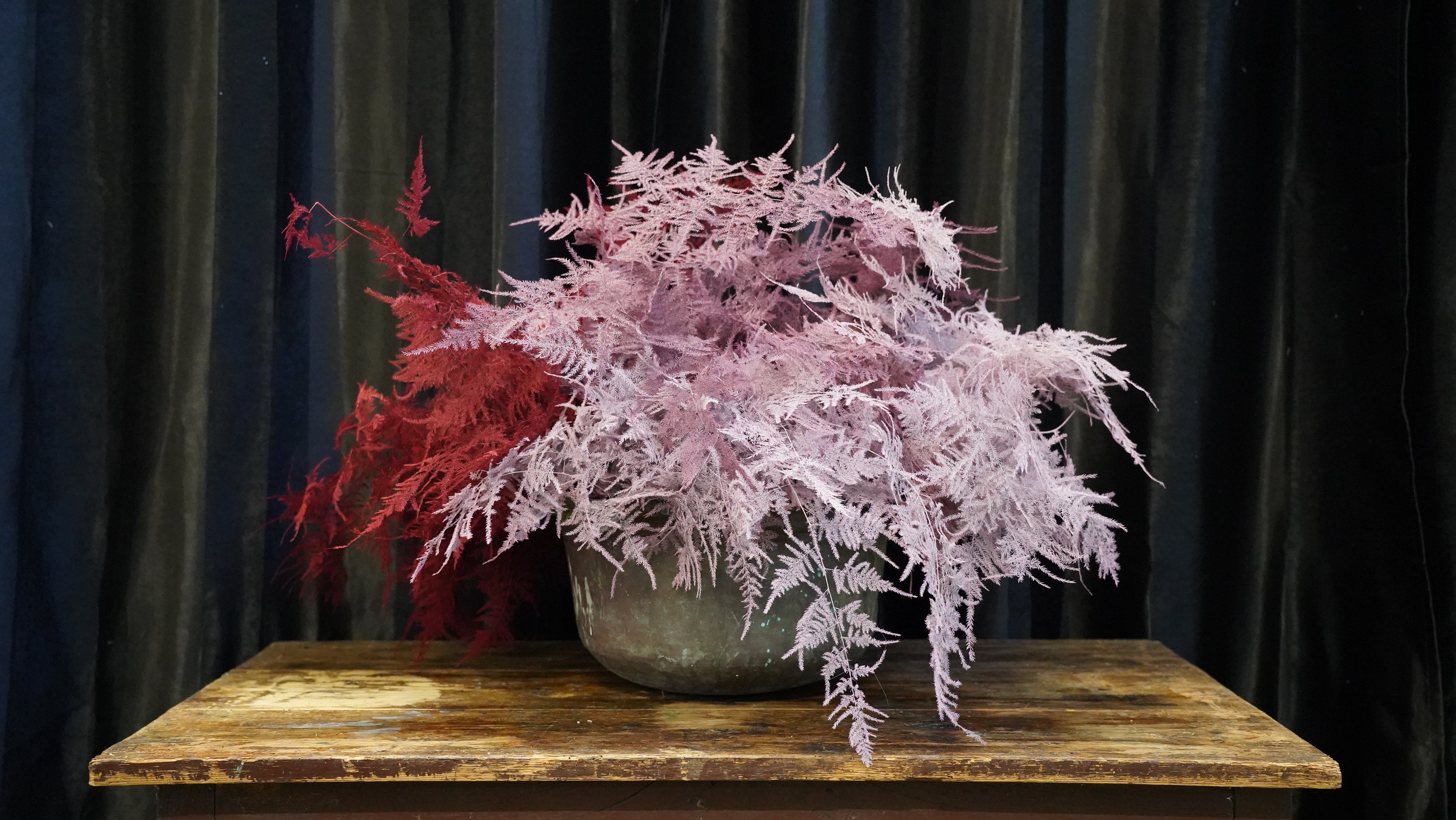 Plumoso Colorato Corto