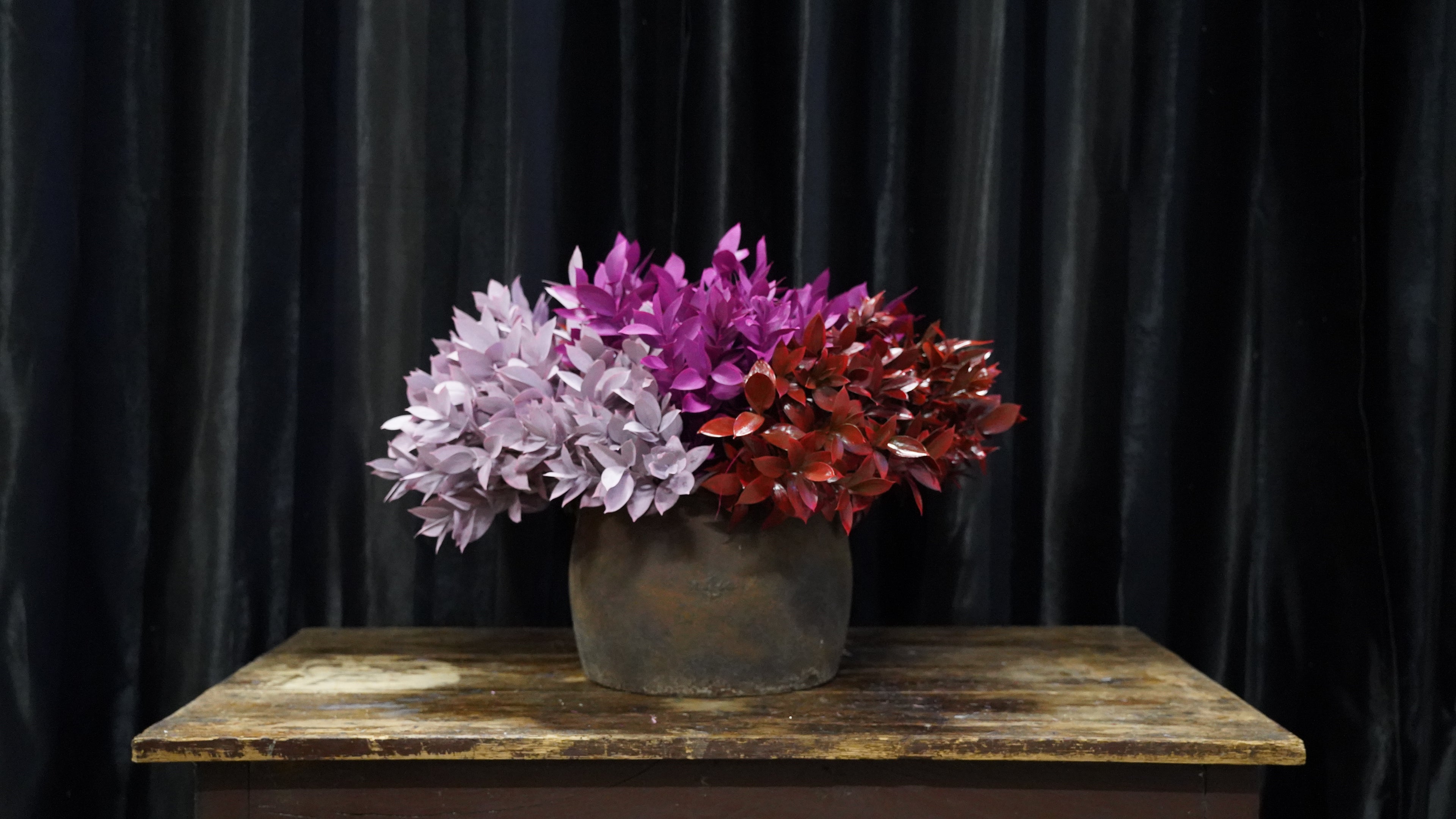 Ruscus Garden Colorato