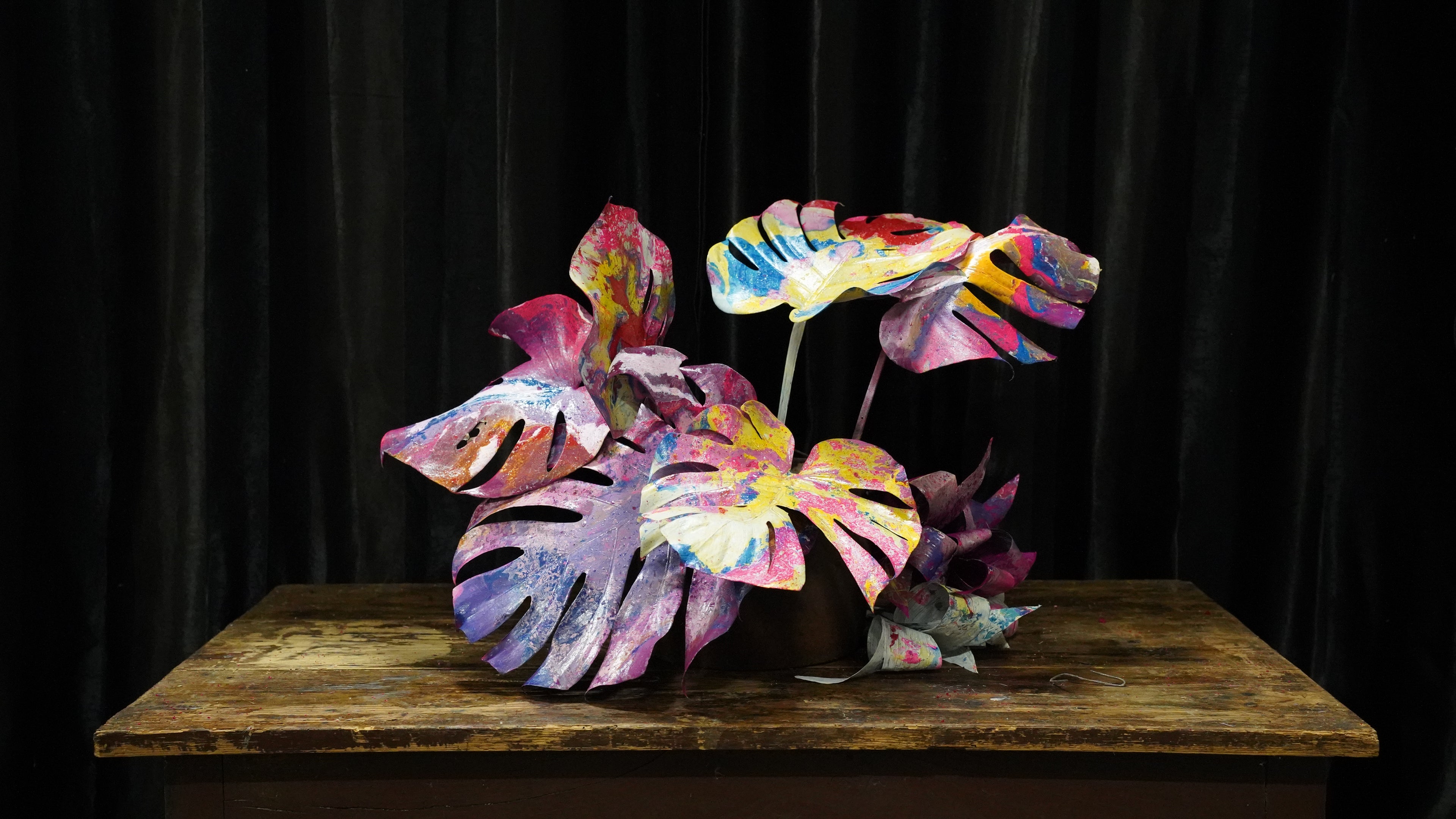 Monstera Colorata SPECIAL EDITION