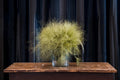 Panicum